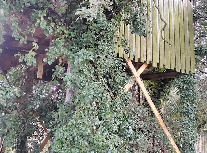 Cabane Perchee De Lys Dans Les Chenes Verts Et Le Micocoulier
