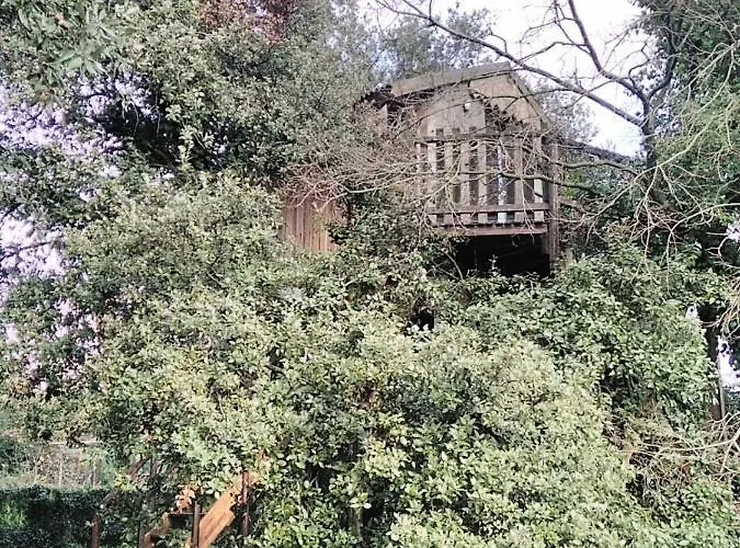 Cabane Perchee De Lys Dans Les Chenes Verts Et Le Micocoulier